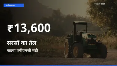 सरसों का तेल के दाम 30 दिनों के सबसे निचले स्तर पर, कटवा एपीएमसी