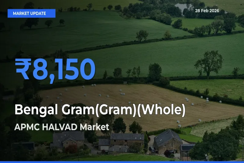 APMC HALVAD Offers ₹8,150 – Highest Bengal Gram(Gram)(Whole) Rate Today