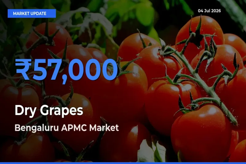 Bengaluru APMC Offers ₹57,000 – Highest Dry Grapes Rate Today