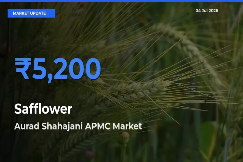 Market Watch: Aurad Shahajani APMC Becomes Top Mandi for Safflower