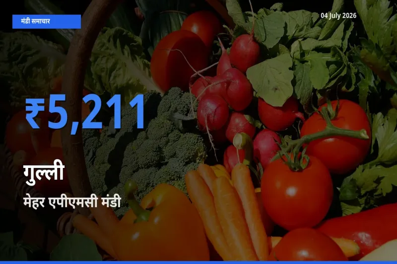 मेहर एपीएमसी मंडी में आज गुल्ली के सबसे ऊँचे दाम दर्ज