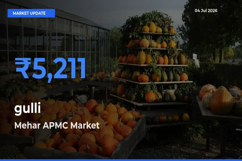 Mehar APMC Emerges as Top Mandi for gulli Prices Today