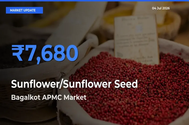 Bagalkot APMC Records Highest ₹7,680 Rate for Sunflower/Sunflower Seed
