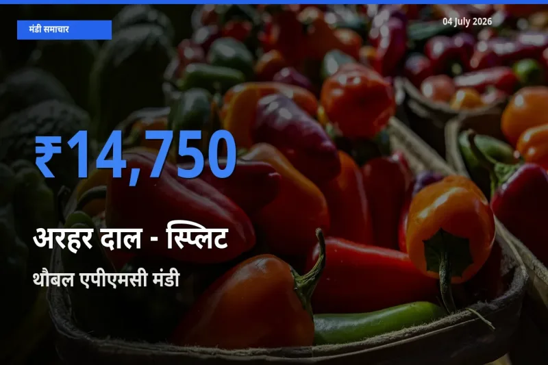 आज अरहर दाल - स्प्लिट के सबसे ऊँचे दाम ₹14,750 थौबल एपीएमसी मंडी में