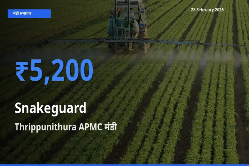 Thrippunithura APMC मंडी में आज Snakeguard के सबसे ऊँचे दाम दर्ज