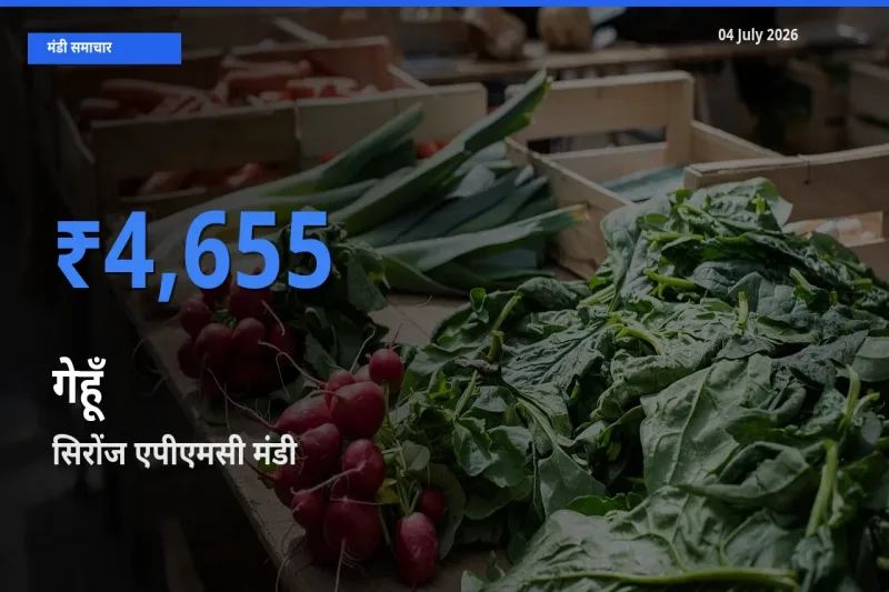 सिरोंज एपीएमसी मंडी में आज गेहूँ के सबसे ऊँचे दाम दर्ज