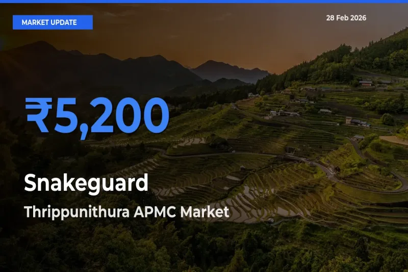 Thrippunithura APMC Tops Snakeguard Rates – February 28 Market Update