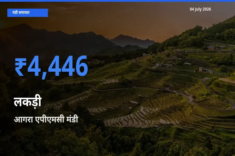 आज लकड़ी के सबसे ज़्यादा दाम आगरा एपीएमसी मंडी में दर्ज