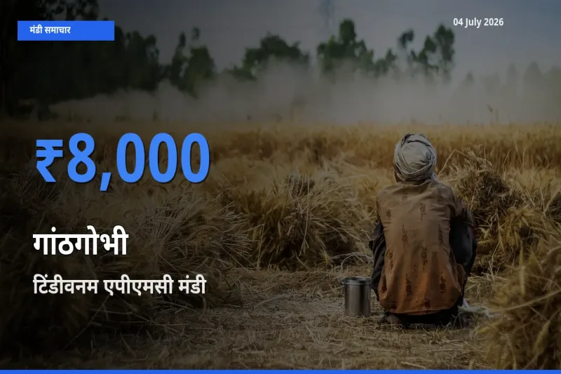 टिंडीवनम एपीएमसी में गांठगोभी का आज सबसे ऊँचा भाव