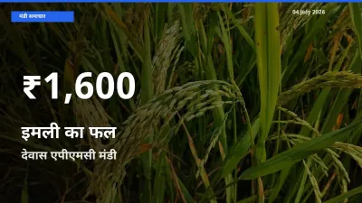 देवास एपीएमसी में इमली का फल के दाम 30 दिन के न्यूनतम स्तर पर, आज का मंडी भाव देखें