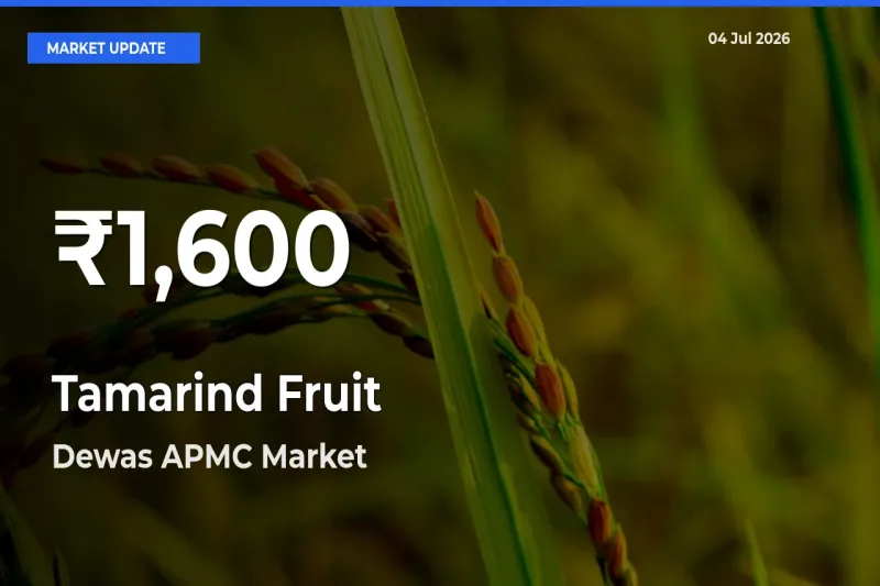 Big Drop! Tamarind Fruit Slides to 30-Day Low at Dewas APMC