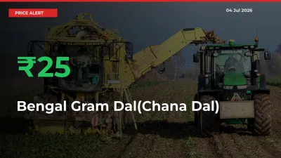 Sharp Jump! Bengal Gram Dal(Chana Dal) Prices Climb 24.51% in 24 Hours at Key Mandis