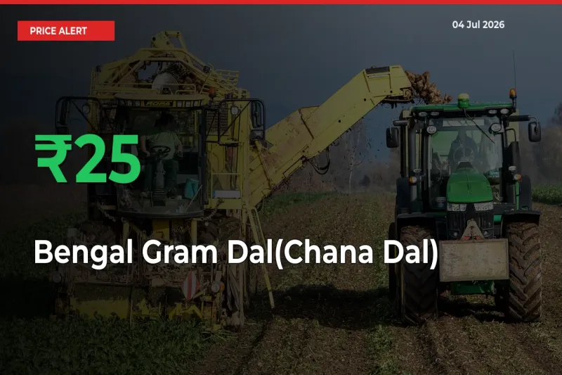 Sharp Jump! Bengal Gram Dal(Chana Dal) Prices Climb 24.51% in 24 Hours at Key Mandis