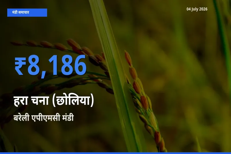 बरेली एपीएमसी मंडी में हरा चना (छोलिया) ₹8,186 पर पहुँचा – आज का सर्वोच्च भाव