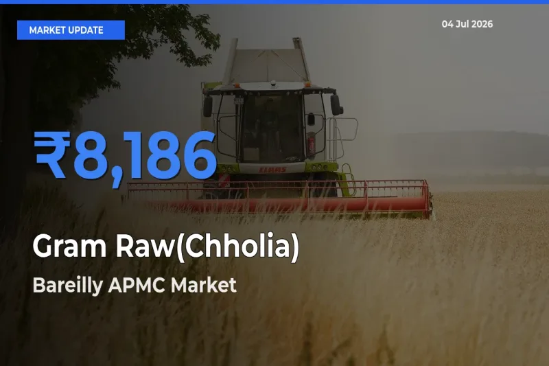 Market Watch: Bareilly APMC Becomes Top Mandi for Gram Raw(Chholia)