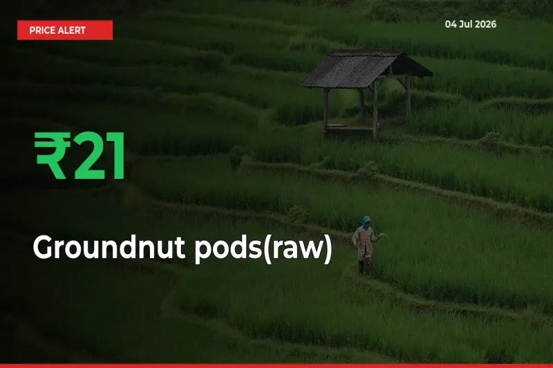 Why Groundnut pods(raw) Prices Rose 20.59% in a Day at Mandis
