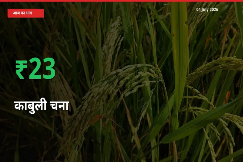 काबुली चना के दाम प्रमुख मंडी में 23.4% बढ़े, 24 घंटे में बड़ा बदलाव