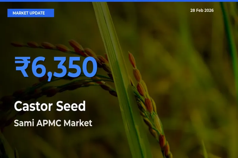 Sami APMC Emerges as Top Mandi for Castor Seed Prices Today