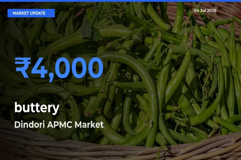 Top Performer! Dindori APMC Offers Best buttery Price Today