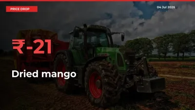 Farmers Alert as Dried mango Prices Slide 21.47% in Local Mandis