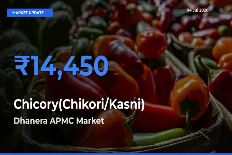Farmers Prefer Dhanera APMC as Chicory(Chikori/Kasni) Hits Highest Rate
