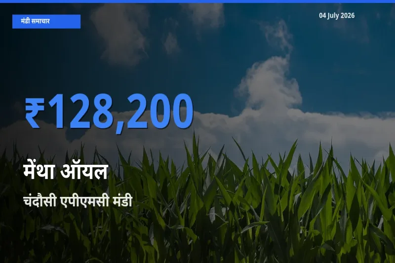 आज मेंथा ऑयल के सबसे ऊँचे दाम ₹128,200 चंदौसी एपीएमसी मंडी में