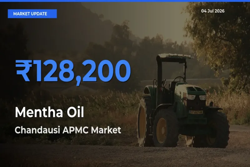 Chandausi APMC Emerges as Top Mandi for Mentha Oil Prices Today
