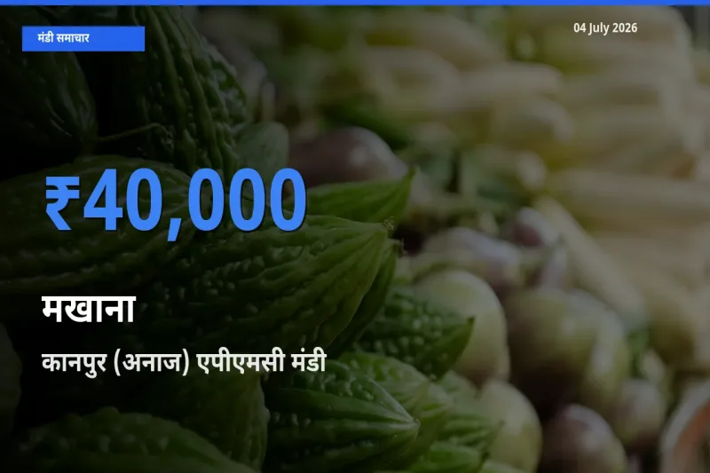 आज का मंडी भाव: मखाना के सबसे ज़्यादा दाम कानपुर (अनाज) एपीएमसी में