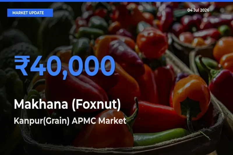 Market Watch: Kanpur(Grain) APMC Becomes Top Mandi for Makhana (Foxnut)