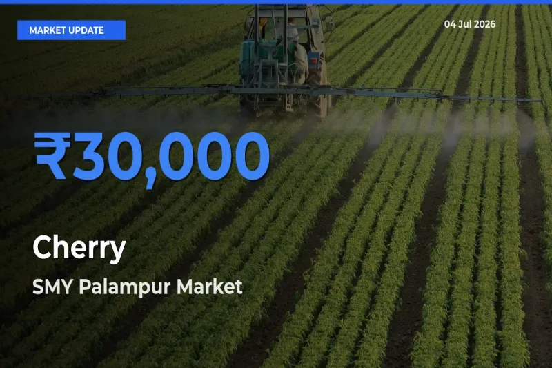SMY Palampur Emerges as Top Mandi for Cherry Prices Today