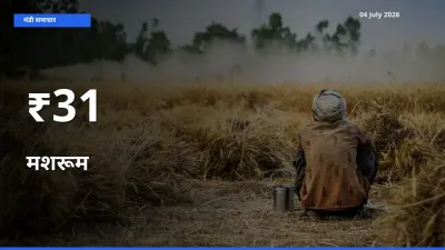 मशरूम के दाम कई मंडियों में एक जैसे बदले, बाज़ार में बड़ा ट्रेंड साफ