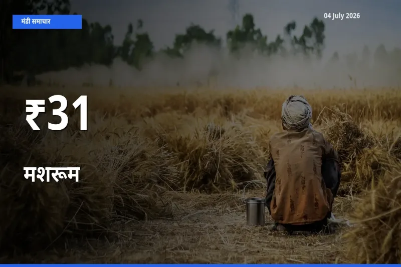 मशरूम के दाम कई मंडियों में एक जैसे बदले, बाज़ार में बड़ा ट्रेंड साफ