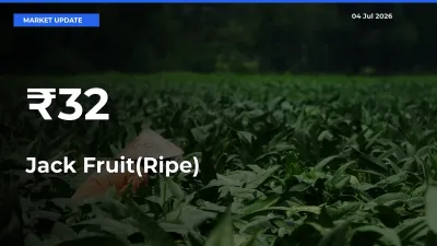 Jack Fruit(Ripe) Prices Trend Across 32+ Mandis – Market Direction Turns Clear