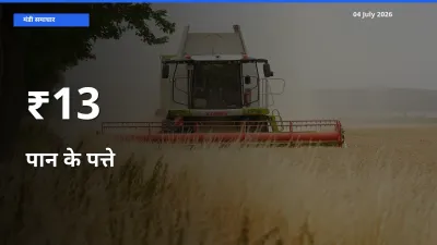 बाज़ार संकेत: पान के पत्ते के भाव कई मंडियों में समान रुझान दिखा रहे