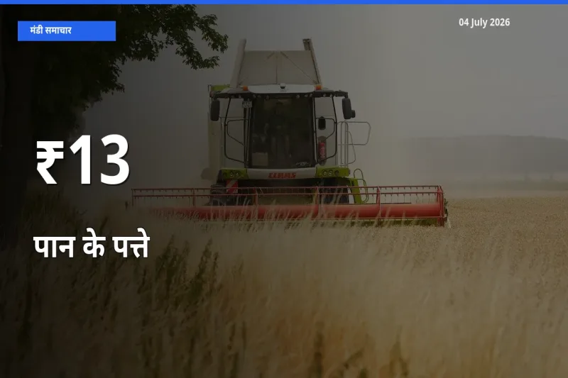 बाज़ार संकेत: पान के पत्ते के भाव कई मंडियों में समान रुझान दिखा रहे