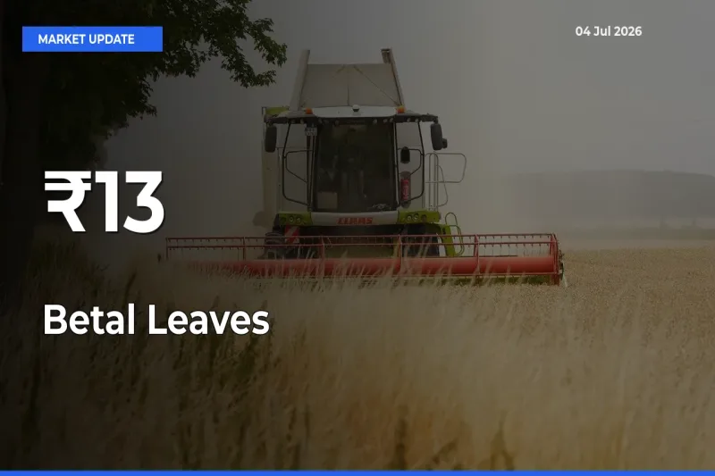 Betal Leaves Rates Show Broad Movement Across 13+ Mandis