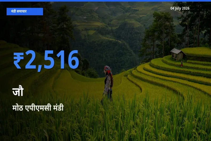 आज का मंडी भाव: जौ के सबसे ज़्यादा दाम मोठ एपीएमसी में