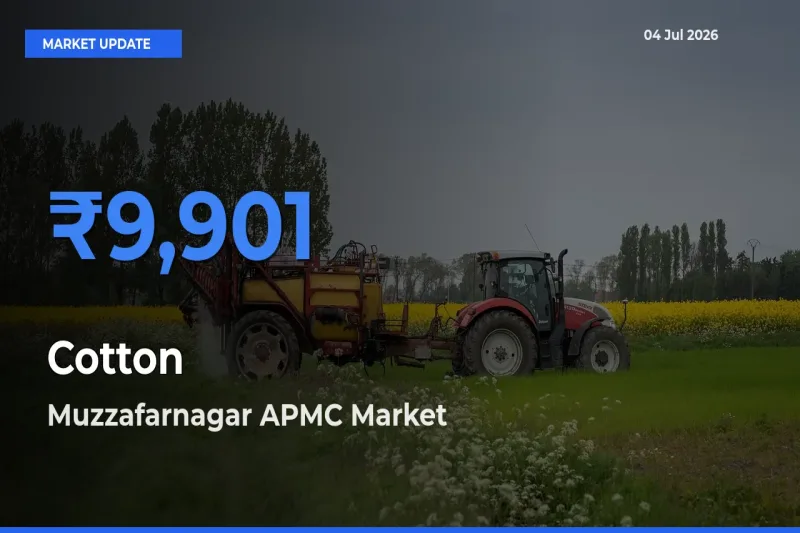 Muzzafarnagar APMC Leads as Top Mandi for Cotton Prices