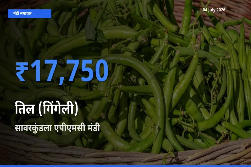 सावरकुंडला एपीएमसी मंडी में आज तिल (गिंगेली) के सबसे ऊँचे दाम दर्ज