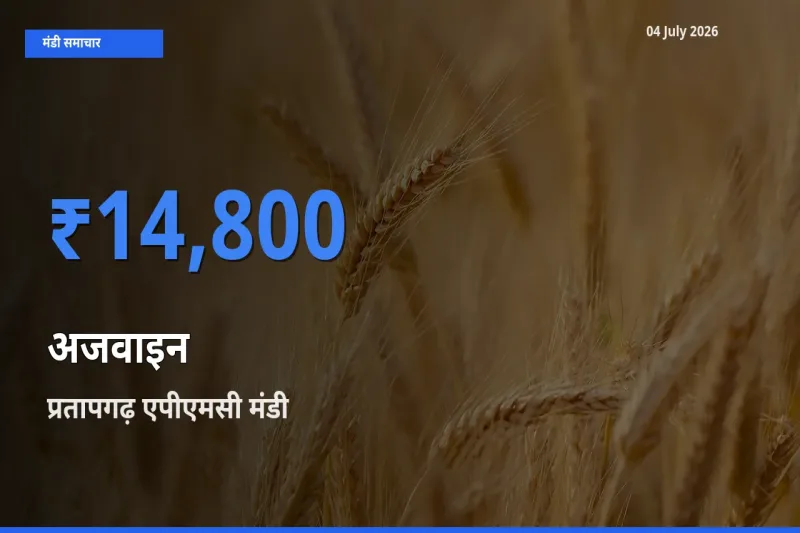 आज अजवाइन के सबसे ऊँचे दाम ₹14,800 प्रतापगढ़ एपीएमसी मंडी में