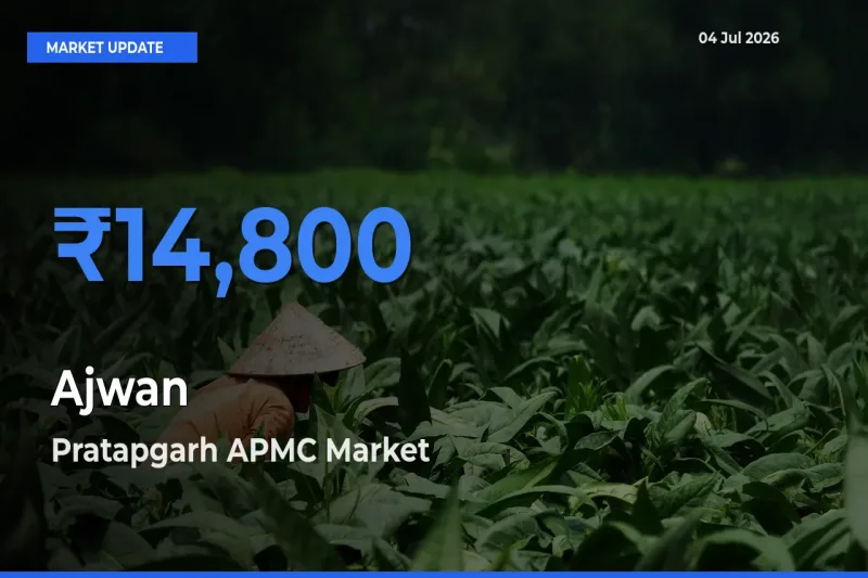 Market Watch: Pratapgarh APMC Becomes Top Mandi for Ajwan