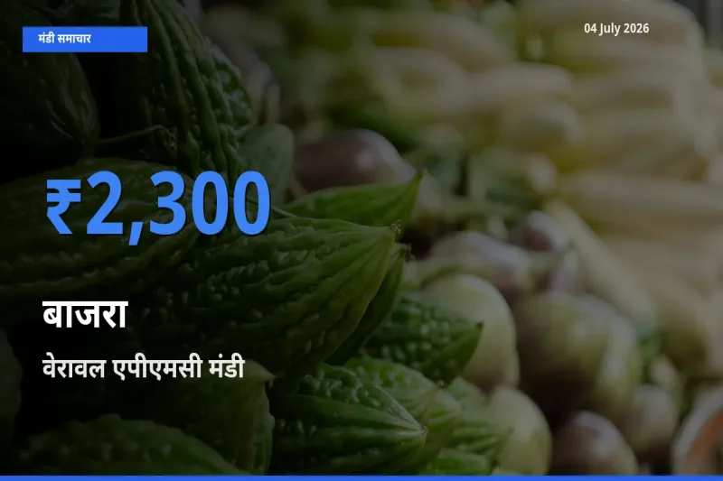 किसानों की पसंद बना वेरावल एपीएमसी, बाजरा के सबसे अच्छे दाम