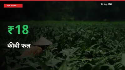 कीवी फल 18.28% उछला, मंडी