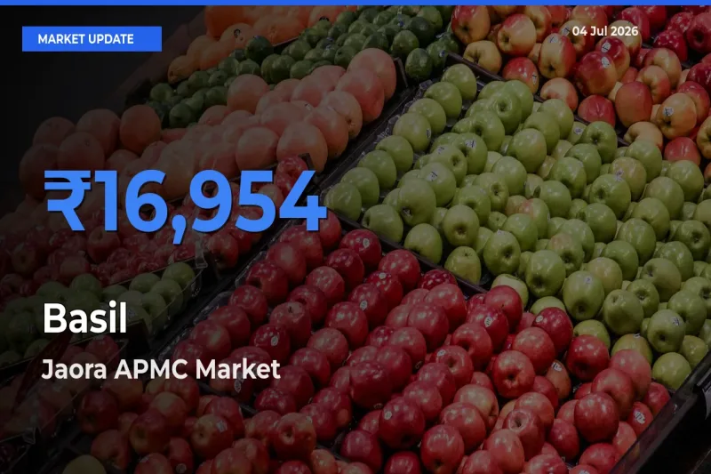 Basil Mandi Rate Today: Jaora APMC Tops the List