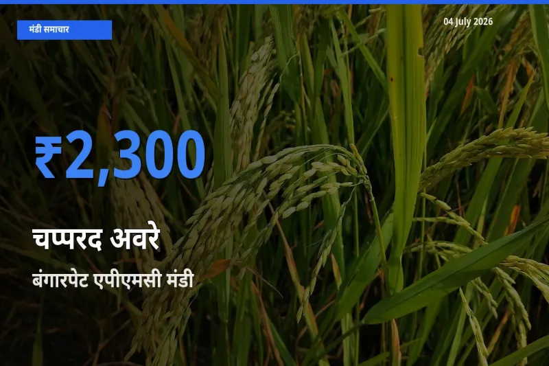 बंगारपेट एपीएमसी मंडी में चप्परद अवरे ₹2,300 पर पहुँचा – आज का सर्वोच्च भाव