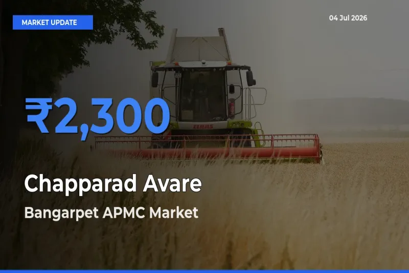 Top Performer! Bangarpet APMC Offers Best Chapparad Avare Price Today