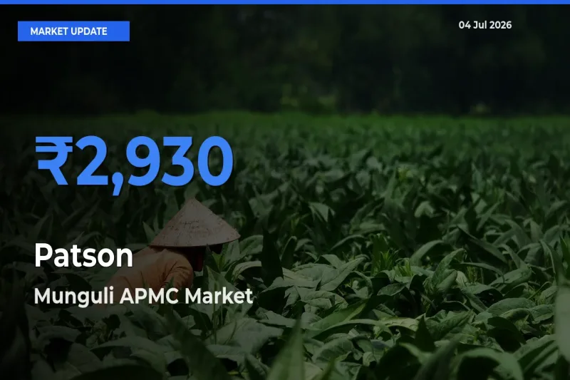 Munguli APMC Leads as Top Mandi for Patson Prices