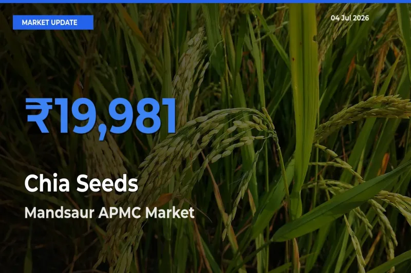 Mandsaur APMC Records Highest ₹19,981 Rate for Chia Seeds