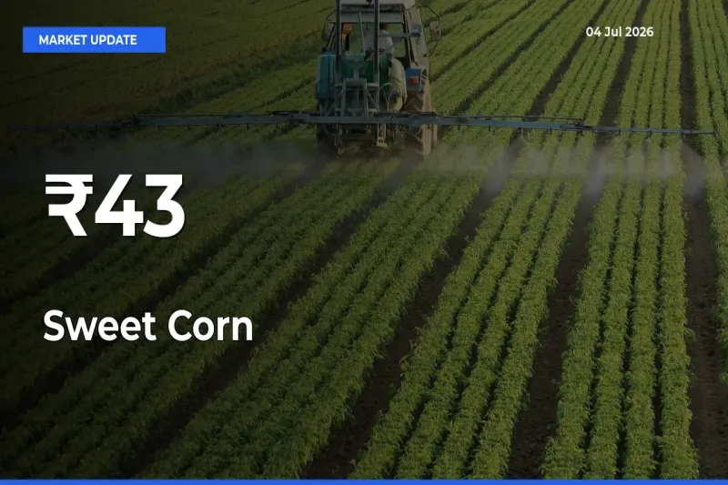 Sweet Corn Rates Show Broad Movement Across 43+ Mandis