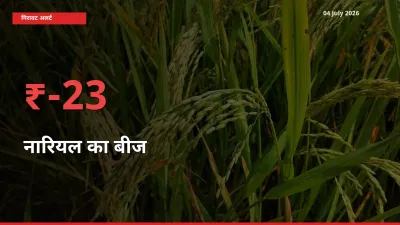 22.81% की गिरावट! मंडी में नारियल का बीज के दाम अचानक टूटे